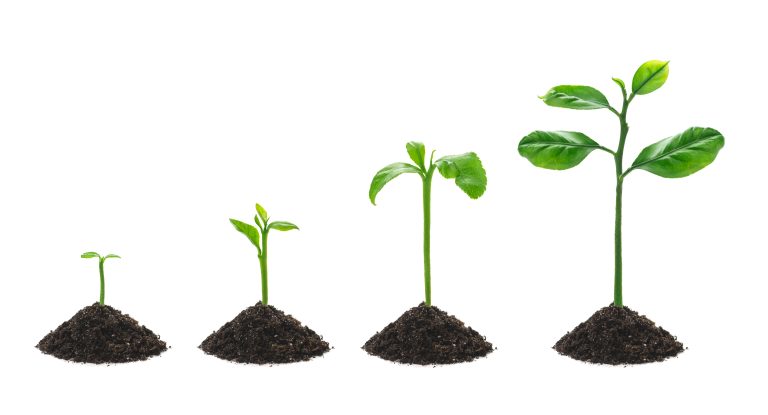 Several stages of growth, representing what our cofounders can do for you.